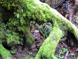 Tree with heart shaped roots